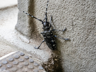 citrus long-horned beetle climbs along a stairwell 1