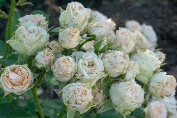 Branch of small pale pink roses