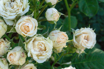 Branch of small pale pink roses