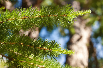 The branches of the fir trees lit by the sun