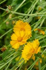 yellow flowers with green background