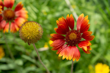 Orange-yellow gailardia flowers in the garden