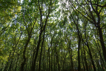 View of the trees in the park