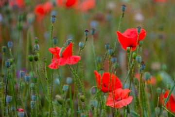 Obraz premium Feld mit wilden Mohnblumen