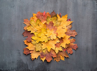 Seasonal autumn background. Colorful maple leaves over grey texture.