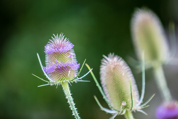 Schlitzblättrige Karde (Dipsacus laciniatus)