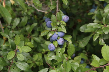 Blue berries of blackthorn ripen on bushes