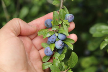 Blue berries of blackthorn ripen on bushes