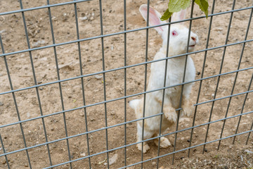Fototapeta premium The white rabbit in the cage, standing on tiptoe, squinting at the camera