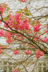 Fototapeta premium Shottery Village Stratford upon Avon, Warwickshire, England UK. Location of Ann Hathaways cottage (Wife of William Shakespeare)
