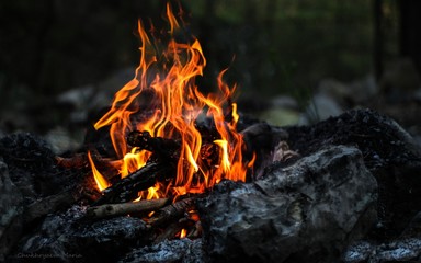 Fire, forest, fire in the forest, bonfire, coal, fire at night, beautiful fire