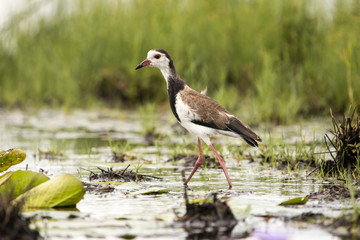 A long-toed lapwing walking on water ina swamp