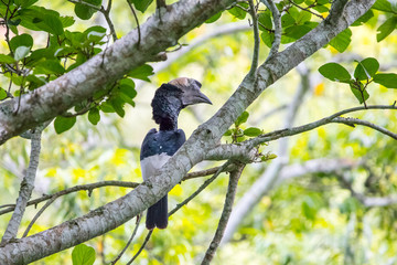 A african hornbill