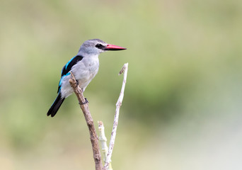 a woodland kingfisher