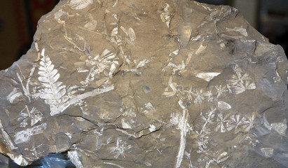 Fossils on the surface of natural stone