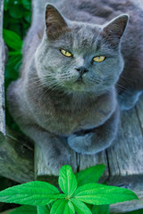 Fototapeta premium Russian blue cat on a background of green plants, purebred cats