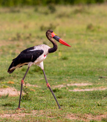 a saddle-billed stork