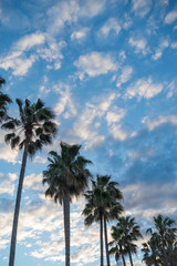 Altocumulus cloud and palm tress during the day