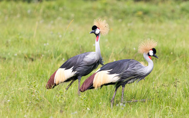 Two grey crowned crane in a meadow