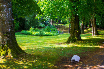 A small woodland glade in a typical Irish Glen