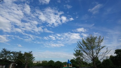 Obraz premium palm trees and sky