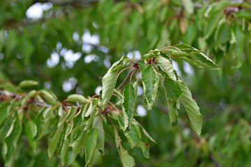 A branch of a cherry tree suffering from dryness.