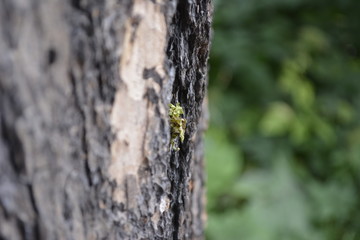 Piece moss in tree