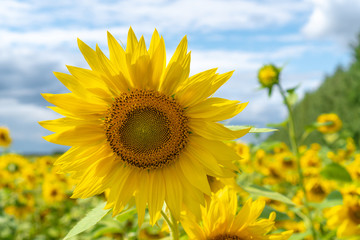 One Young cheerful sunflower on sky with clouds