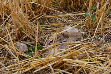 A piece of plastic foil in a field.