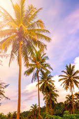 Fototapeta na wymiar Palm trees at tropical coast, jungle background