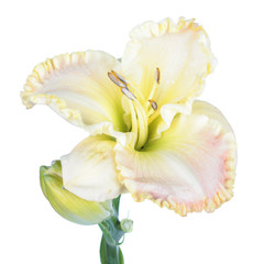 Daylily (Hemerocallis) white flower close-up isolated on white background