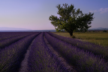 Fototapeta na wymiar Provence