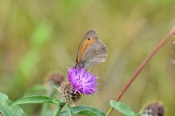 A  meadow bird   -   Hay-fever   (   Coenonympha pamphilus   )   on purple blossom in front of green nature