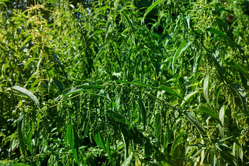 Huge bushes of overripe nettles with seeds