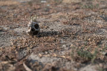 The monkey skull in Agra