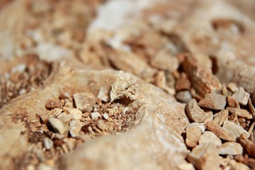 Petrified marine plant on ocher stones on the beach near the Ionian Sea, coral