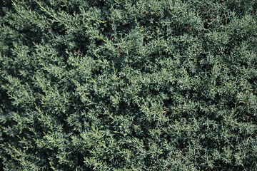 Background of green-blue thuja tree in the summer garden