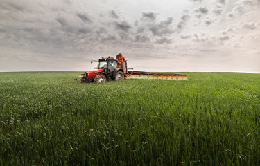 Fototapeta premium Tractor spraying wheat field