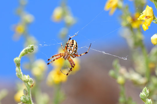 Radnetzspinne (Neoscona cf. adianta) auf dem Peloponnes, Griechenland - heathland orbweaver in Greece