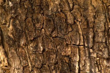 old wood texture for background