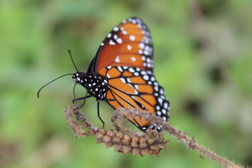 Borboleta
