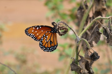 Borboleta