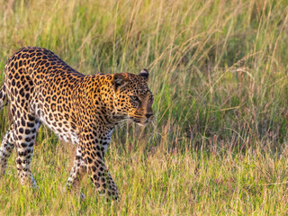 Fototapeta na wymiar Beautiful wild Leopard at the savanna