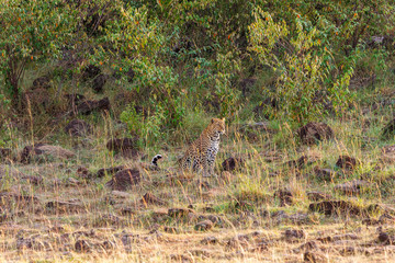 Leopard sitting and looking in a bushland