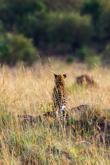 Leopard from behind on the savannah