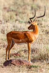 Impala on the savannah in africa and looking backwards