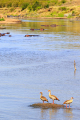 Egyptian geese in a african river with hippos