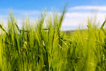 Ears of corn in a field