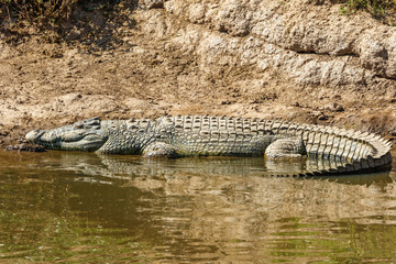Big Crocodile sleeps at the beach in Mara river in Africa