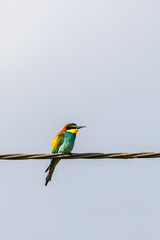 Colorful Bee-eater sitting on a wire